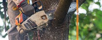 Best Leaf Removal  in Union City, NJ