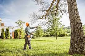 Best Tree Cabling and Bracing  in Union City, NJ