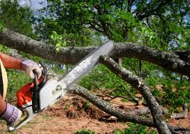 Best Tree Maintenance Programs  in Union City, NJ