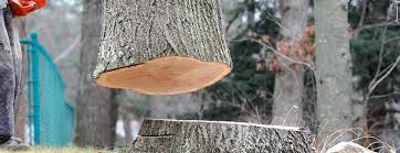 Best Tree Trimming and Pruning  in Union City, NJ