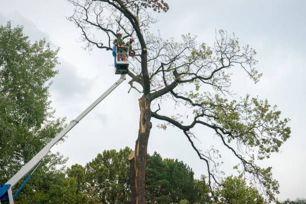 Best Commercial Tree Services  in Union City, NJ