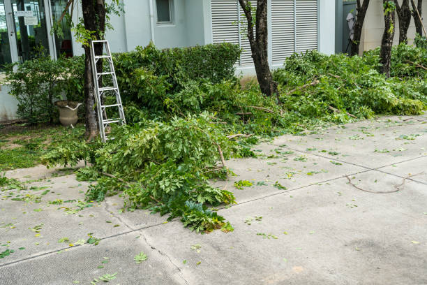 Best Grass Overseeding  in Union City, NJ