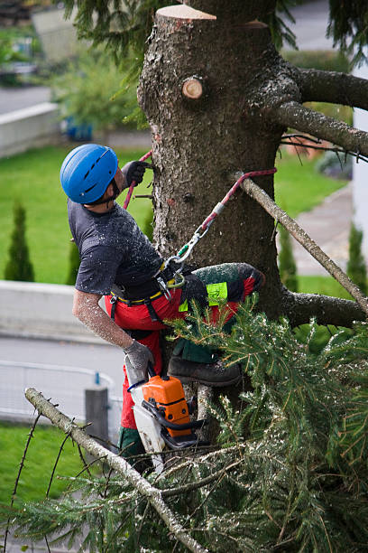 Best Lawn Irrigation Installation and Maintenance  in Union City, NJ