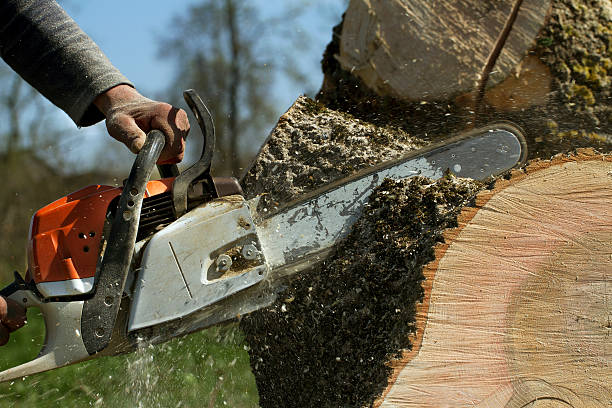 Best Hazardous Tree Removal  in Union City, NJ
